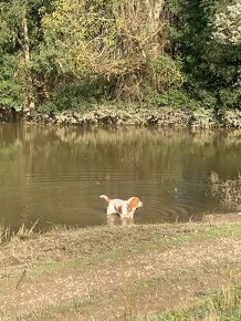 Basset Hound Bicolor - 4