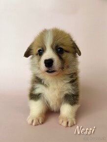 Welsh corgi pembroke. - 4