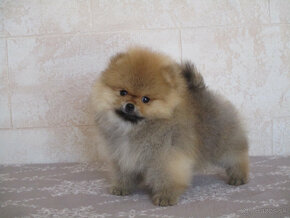 Pomeranian - 4