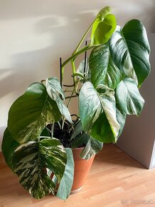 Monstera Albo Variegata 70cm aj s kvetináčom - 4