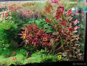 Akvarijne rastliny zo strihania - 4