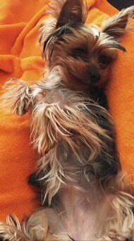 Yorkshire terrier mini-steniatka - 4