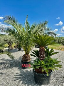 Palma PHOENIX CANARIENSIS (ĎATLOVNÍK KANÁRSKY - 4