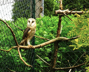 Sova pálená (Tyto alba) - 4