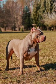 American Bully XL - 4