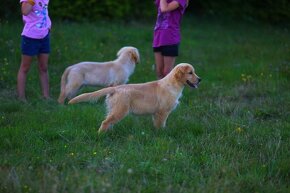 GOLDEN RETRIEVER-zlaty retrivr, zlaty retriever , american G - 4