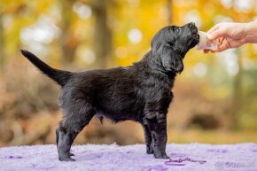 Flat coated retriever - 4