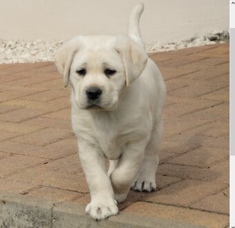 Labrador retriever šteniatko s PP - 4