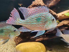 Geophagus Sveni WF - 4