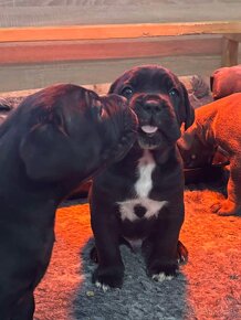 CANE CORSO - šteniatka s PP - 4