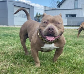 American bully pocket - 4