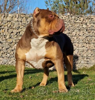 American bully xl - 4