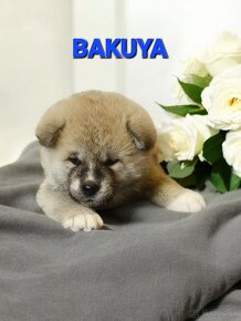 Akita Inu štěňátka s PP - 4