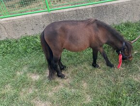 Shetland pony mini horse - 4