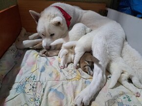 Predám šteniatka Hačiko - akita inu. - 4