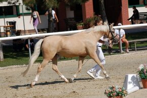 Welsh pony B do športu - 4