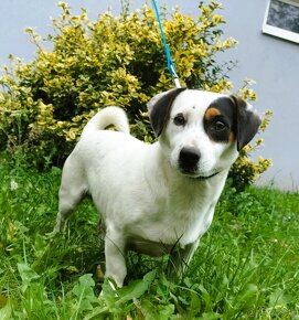 Darujem súrne psíka Nera - mix jack russel teriér - 4