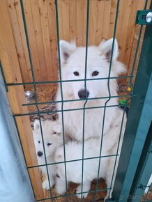 Samojed - 4