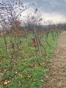 Vinica s pozemkom na výstvabu chaty - Žemberovce - 4