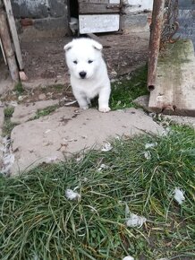 Sibírsky husky šteniatka biele a čiernobiele - 4