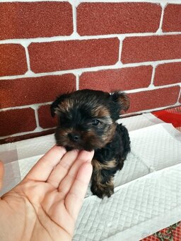 Yorkshire terrier, yorkshirsky terier, york - 4