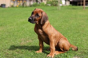 CHS Malumiwanga Rhodesian Ridgeback - 4