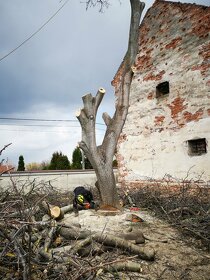 Výrub rizikových stromóv / arboristické práce - 4