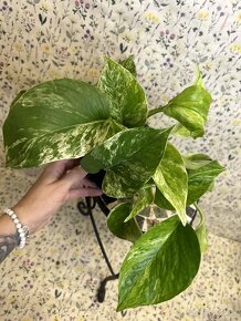 Epipremnum Marble QUEEN - 4