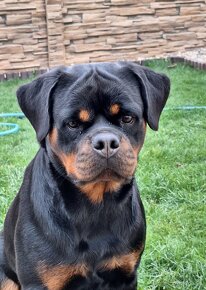 Steniatka rottweilera,rotvajlera,rtw,rotty s PP - 4