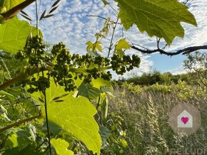 BA/RAČA - Investícia alebo pestovanie vína? Vinohrad na pred - 4