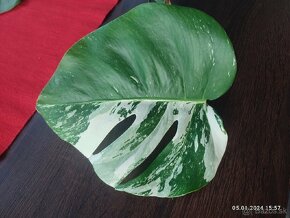 Monstera Albo - odrezky aj zakorenené...od 10€ - 4