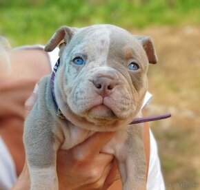 Štěňátka American Bully Pocket Exotic Top Krevní linie - 4