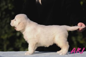 Zlatý Retriever/Golden retriever S PP - 4