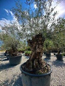 Olivovník európsky (Olea europaea) - 4