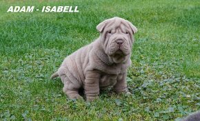 šarpej sharpei - 4