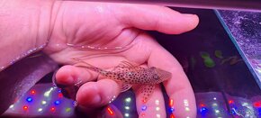 Aphanotorulus emarginatus pleco L011 - 4