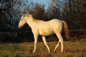 Fewspot Appaloosa colt - 5