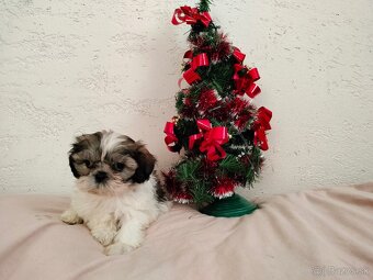 Shih-tzu, Shi - tzu - 5