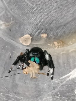 Skákavky Phidippus regius Everglades párik - 5