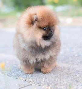 Pomeranian mini Boo - 5