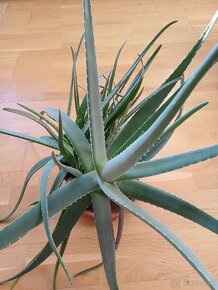 Predam Aloe vera - 5