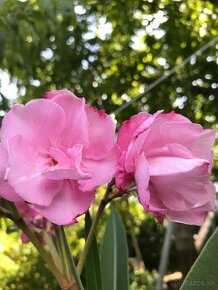 Predám OLEANDRE..OLEANDER - 5