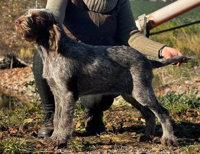 Italský spinone - 5