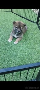 Shiba inu - 5