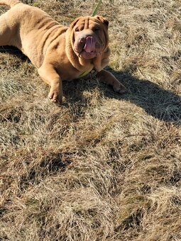 Shar-pei - 5