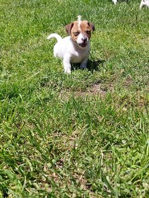 Predám šteniatka Jack Russell Terier - 5