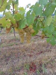 Predám hrozno, mušt Chardonnay - 5