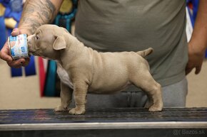 AMERICAN BULLY - 5