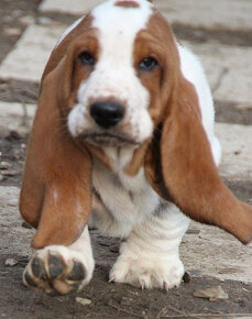 Basset Hound - šteniatka s PP zo zahraničného krytia - 5