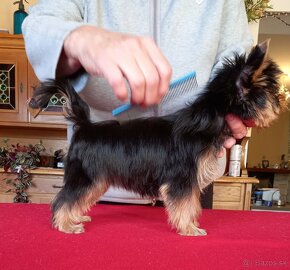 YORKSHIRE TERRIER  s PP - 5